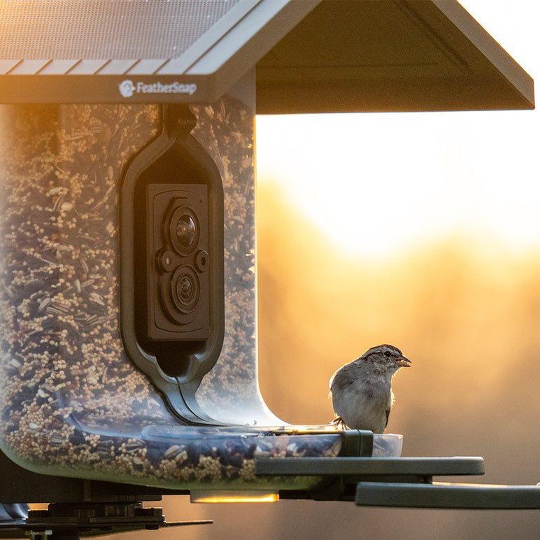 FeatherSnap Scout - WiFi Bird Feeder