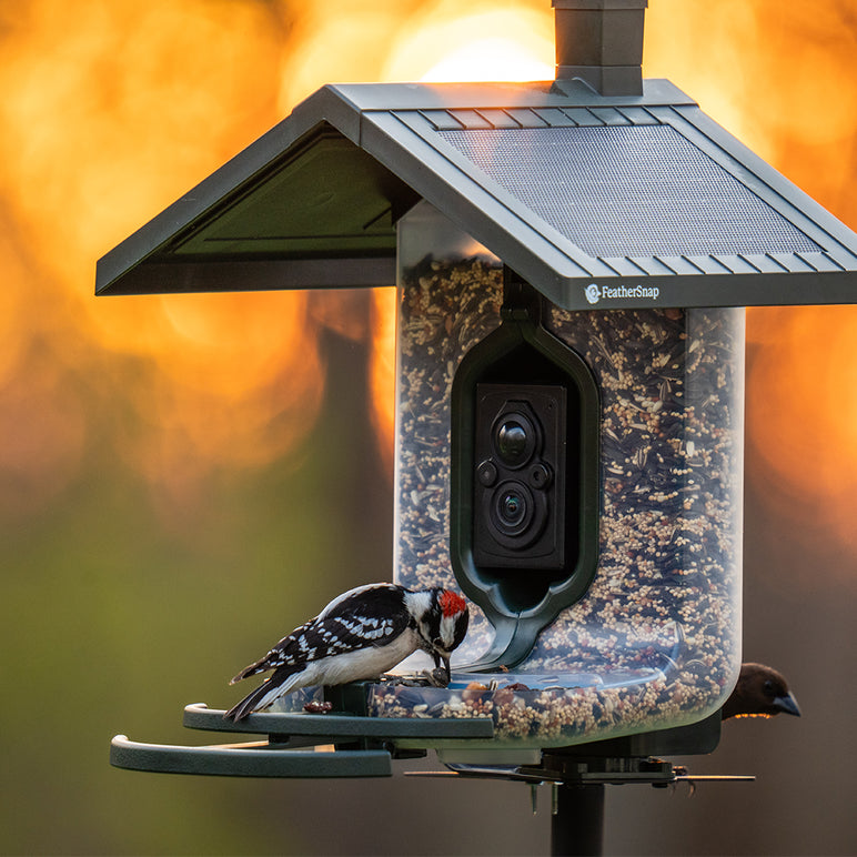 FeatherSnap Scout - WiFi Bird Feeder